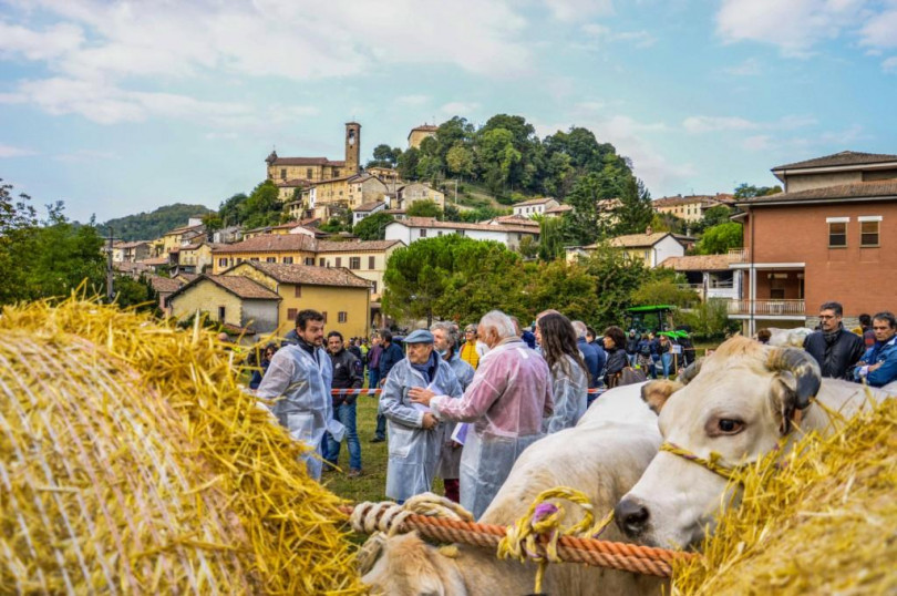 La buona riuscita della fiera bovina di Sant'Eusebio a Ottiglio